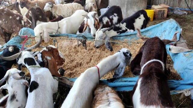 Pakistani goats feeding on dry fodder at lyari livestock market karachi reflecting eidul adha tradition and economy