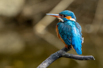 Obraz premium Kingfisher.