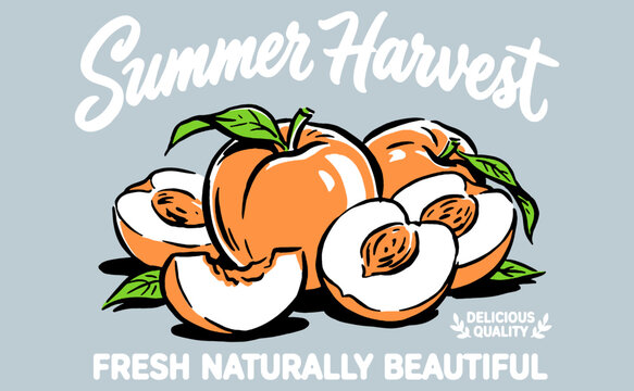 Summer Harvest. Peach local farm. Orange peach vintage t-shirt design. Organic fruit farm. Peach artwork for t shirt print, poster and sticker.