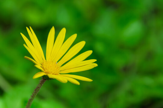 Beautiful yellow euryops daisy flower blooming alone in spring field with vivid green bokeh background