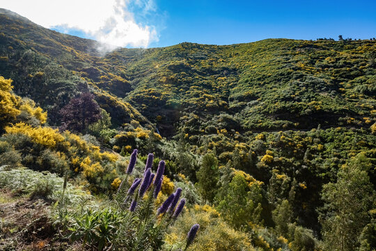 Blooming meadows in the mountain area of Madeira, Pico Ruivo trail in Portugal