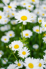 Fototapeta premium White Daisy Flower Blooming In Lush Summer Garden