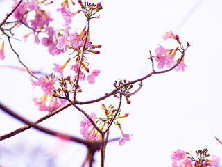 Fototapeta premium Delicate pink tabebuia trumpet flowers with ruffled petals and buds blooming on branch soft romantic spring blossom