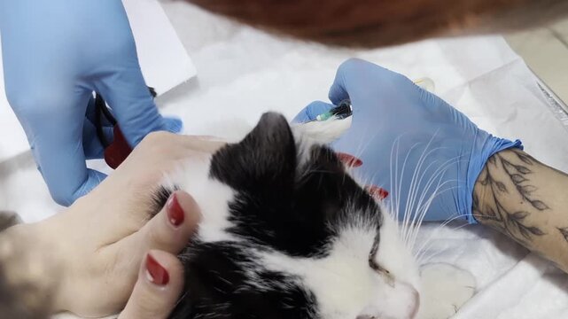 Veterinary technician hand in blue glove collects blood from paw of black and white cat on examination table. Assistant hand with red nails gently restrains feline for health diagnosis.