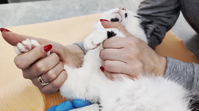 Close-up view of domestic cat receiving veterinary care, two people hands securing cat while professional performs abdominal ultrasound scan to check internal organs