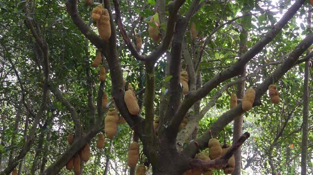 Jackfruit Tree with Large Yellowish-Brown Fruits on Trunk and Branches