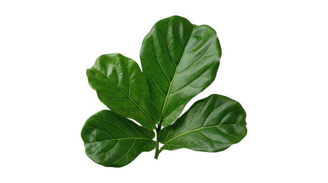 Three glossy fiddle leaf fig leaves (Ficus lyrata) isolated on transparent background, showing broad veined green foliage in high-detail studio cutout