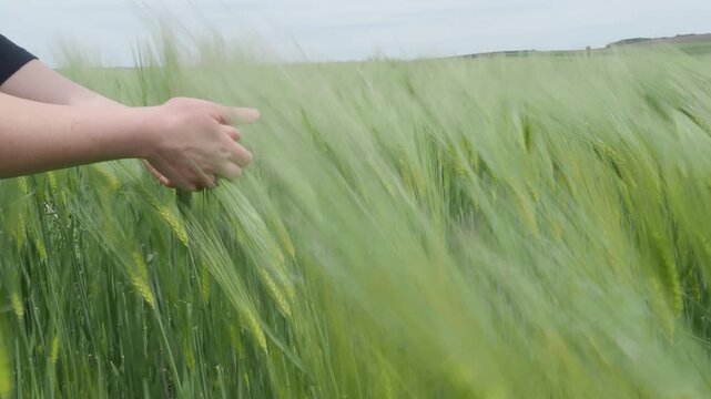Two hands holding bundle of green wheat in windy agricultural field