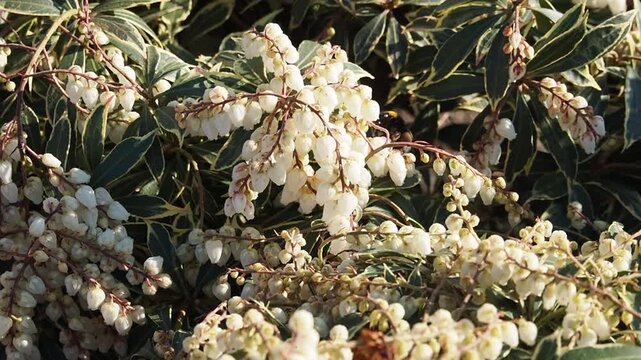 Close up of a bumblebee collecting pollen from small white flowers