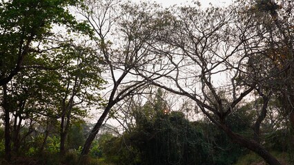 Naklejka premium Forest trees displaying both green foliage and bare branches in dappled light