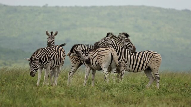 Tender moment between zebras in the African savanna as members of the herd rest their heads gently on each other&rsquo;s backs, showing social bonding and peaceful interaction in natural wildlife habitat