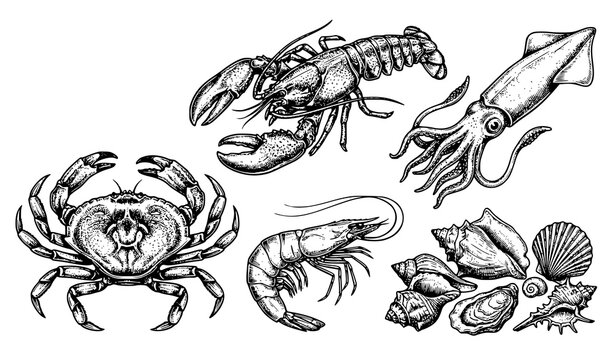 Vintage Sketch Style Sea Animal Vector Set with Lobster Crab Squid Shrimp and Sea Shells Illustration