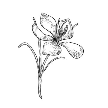 Saffron crocus flower vector line art illustration. Black and white hatching botanical drawing of a spice plant. Hand drawn floral sketch for organic herbal design, natural ingredient, aromatherapy.