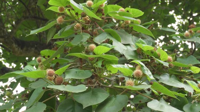Haldu Tree (Adina cordifolia) with Lush Green Foliage in Natural Forest