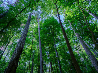 Fototapeta premium green forest in the morning