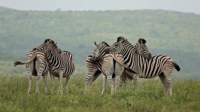 Tender moment between zebras in the African savanna as members of the herd rest their heads gently on each other&rsquo;s backs, showing social bonding and peaceful interaction in natural wildlife habitat