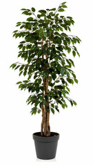 Obraz premium Bonsai tree isolated on white background