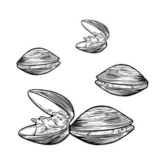 Clam Line Art Vector Set – Seashell and Seafood Outline Illustration © PNdesigns