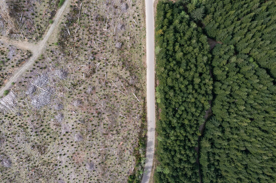 Aerial drone view of mountain road in a dense forest and logging clearings near Merrill Lake in Cougar, Washington, USA. Gravel dirt roads, deforestation patterns and Pacific Northwest landscape