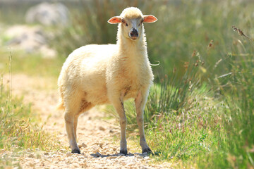 Lamb in the field, Pag, Croatia © Simun Ascic