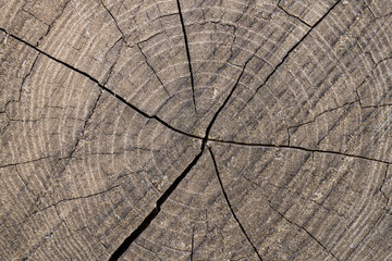 Fototapeta premium Weathered tree stump texture with cracked annual growth rings