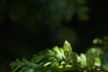 Green plant buds illuminated by sunlight in dark garden © balogh