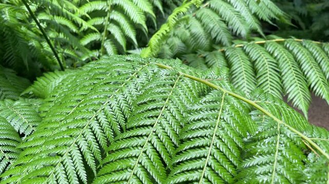Fern leaves closeup. Slow motion. 4k