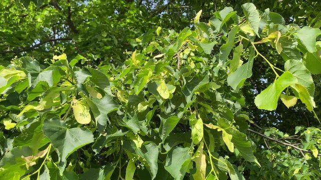 Close-up of green linden tree branches with young leaves and flower buds.