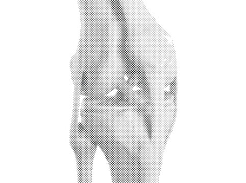 Human Knee Joint Detailed 3D Render Showing Ligaments Cartilage and Tibiofemoral Joint in Warm Tones