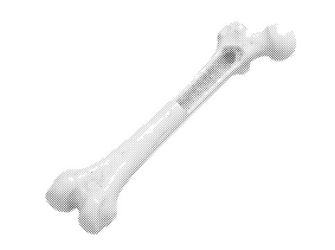Human Femur Bone 3D Render with Head Neck Shaft and Trabecular Texture in Ivory White Cream Tones