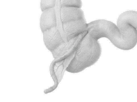 Human Appendix Anatomical 3D Render with Cecal Attachment and Detailed Anatomical Illustration Style