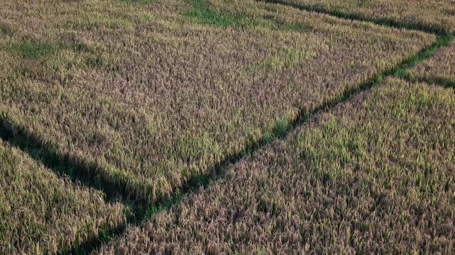 High-angle drone shot tracks across textured purple rice paddies in warm afternoon light. Green geometric paths segment the rich violet crops, creating a striking agricultural landscape.