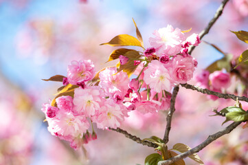 Delicate sakura flowers blooming on branches during warm spring day. Soft pastel floral background with natural outdoor lighting. © Кристина Чижмар