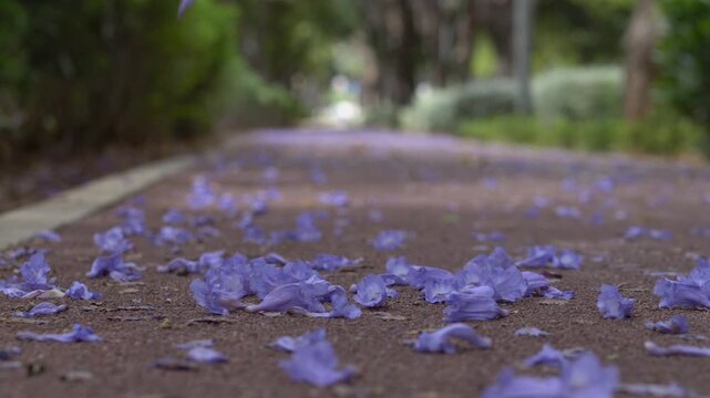 Fallen jacaranda flowers slowly drift across a pathway in the wind. Perfect for travel campaigns, destination branding and seasonal tourism storytelling. Purple jacaranda petals falling gently