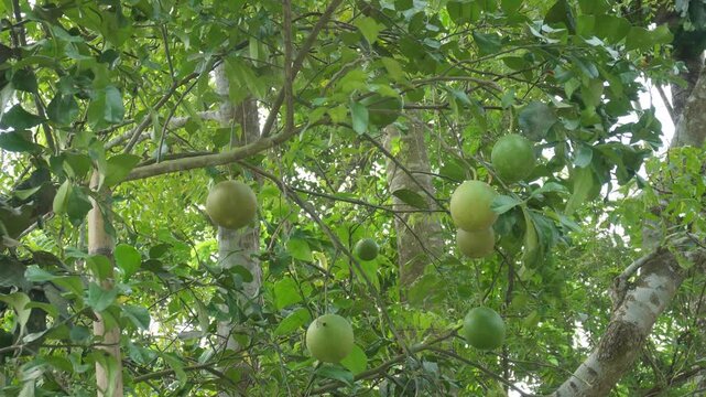Sweet Lime Tree Bearing Round Green Citrus Fruits Amid Dense Tropical Foliage