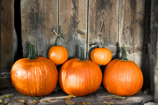 Harvest of orange pumpkins in a wicker garden basket near old wooden barn door on a village courtyard. Cozy country scene shown in festive fall setup for Halloween or Thanksgiving holiday