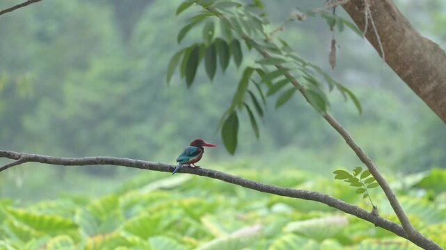 View of a white-throated kingfisher perched on a thin tree branch amidst lush green tropical foliage in Dehong Dai and Jingpo Autonomous Prefecture, Yunnan, China.