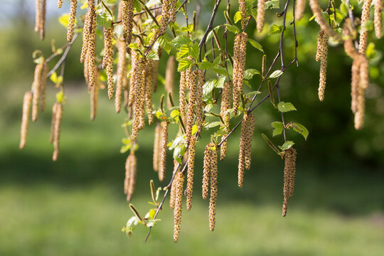 bourgeons 