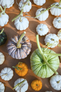 Flat lay of colorful pumpkins and white gourds on wooden background. Autumn harvest pattern with ornamental squash and seasonal decor vibe