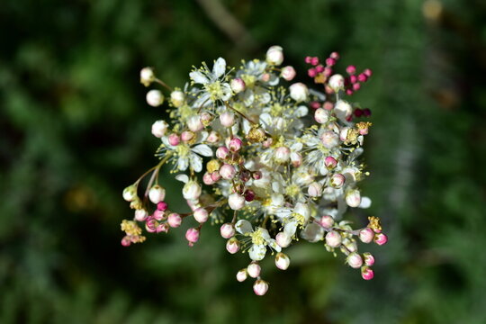 Knospen und Bl&uuml;ten einer Knolligen Spierstaude