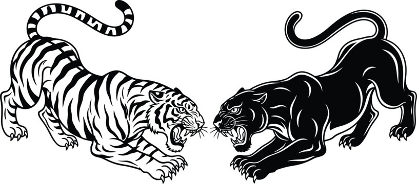 Tiger and panther facing each other