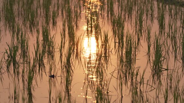 View of young green rice plants growing in a flooded paddy field with the sun reflecting on the water surface during golden hour in Bogura, Rajshahi Division, Bangladesh.