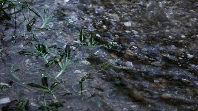 green moss on the rocks