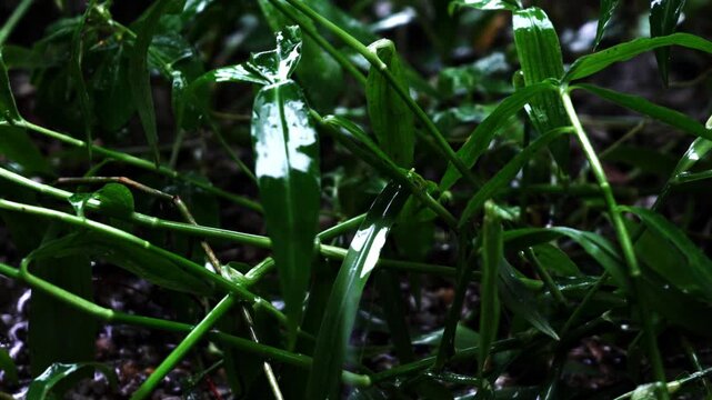 dew on grass