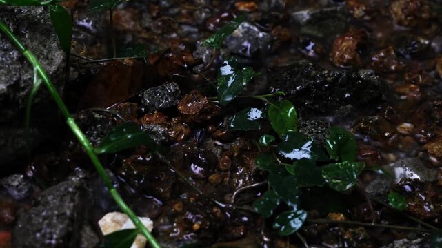 water drops on a leaf