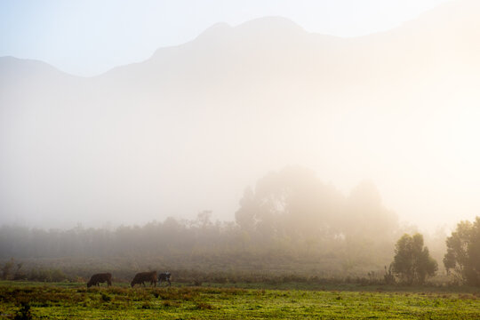 fog hovering above meadow at sunrise, Stanford, South Africa