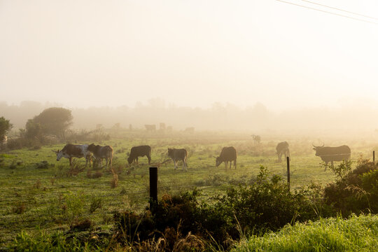 cattle grazing meadow at sunrise as
 fog hovers below mountains , Stanford, South Africa