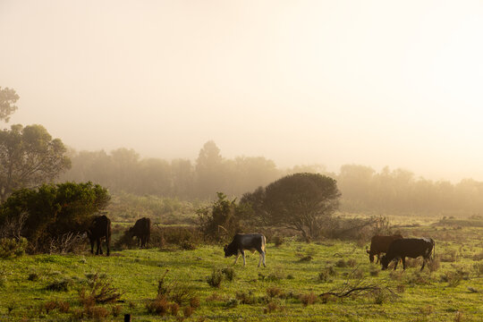 cattle grazing meadow at sunrise as
 fog hovers below mountains , Stanford, South Africa