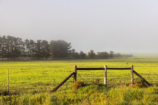 cattle grazing meadow at sunrise as
 fog hovers below mountains , Stanford, South Africa