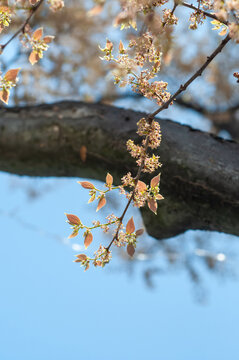Close-up of fresh spring tree buds and new leaves on a branch against a clear blue sky.